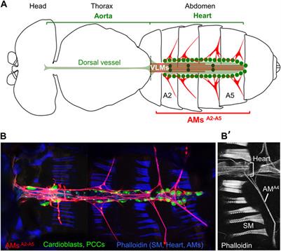 Insights and perspectives on the enigmatic alary muscles of arthropods